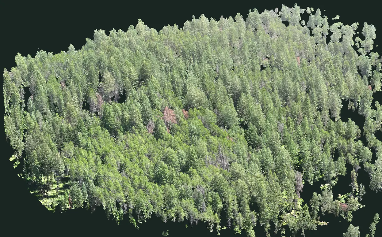 The whole reconstructed stand seen from above and to the side: an irregular survey footprint of dense conifer canopy, rebuilt as a point cloud.