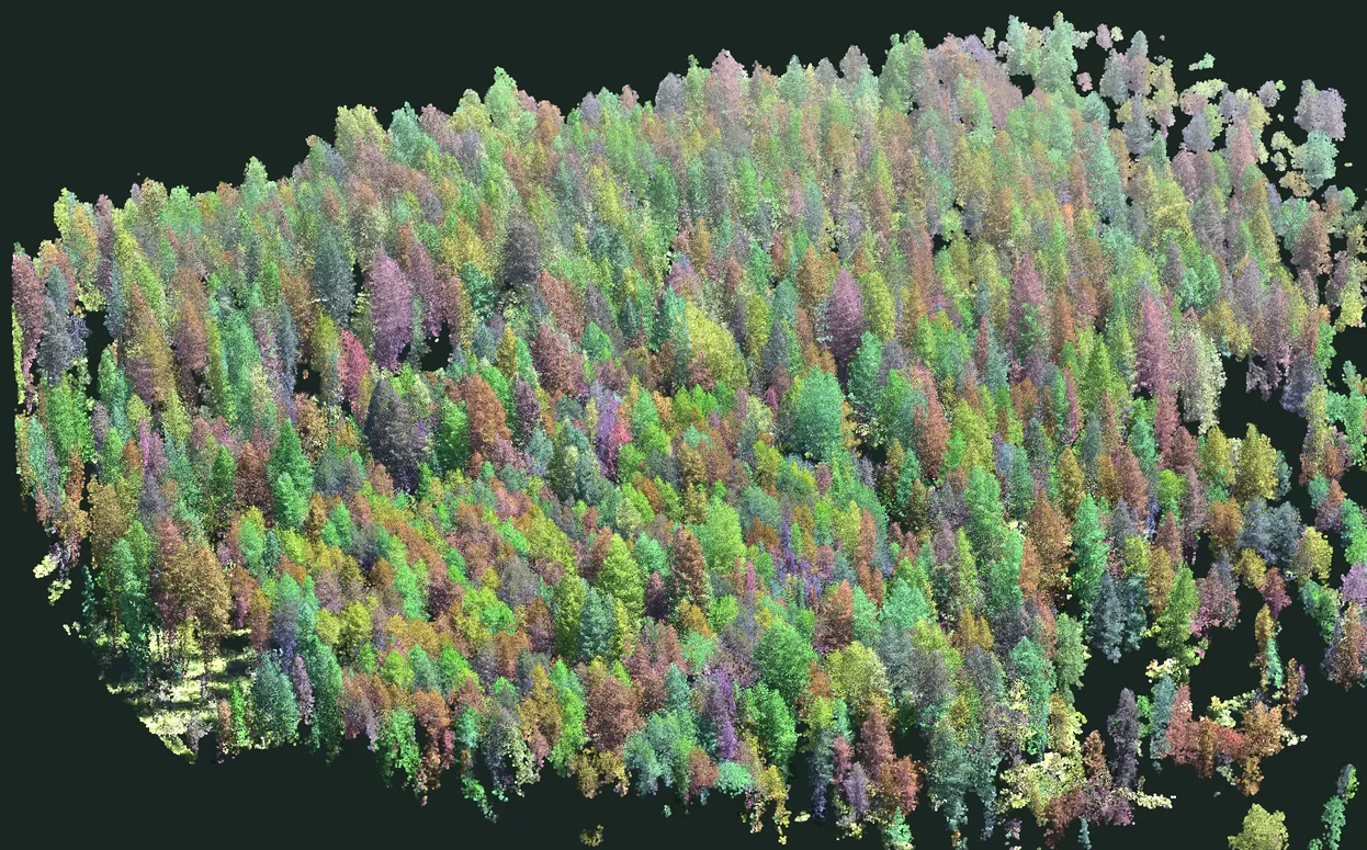 The same view of the stand with each segmented tree tinted a different colour, so neighbouring crowns are visibly separated from one another.